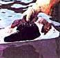 oil spill cleanup and contamination removal